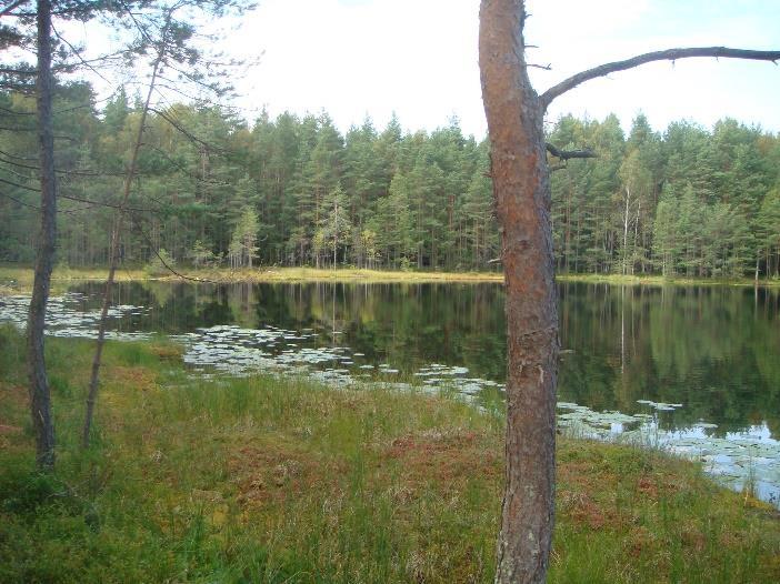 Yhteysalueella on kaksi suojelualuetta, Sipoonkorven kansallispuistoon kuuluva osaalue ja Hältingbergetin jalopuumetsikkö, joka on lehmusmetsikkö (Kuva 10).
