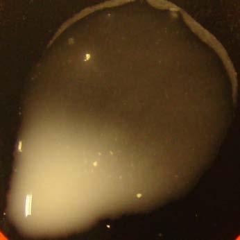 Näyte 16/2009.