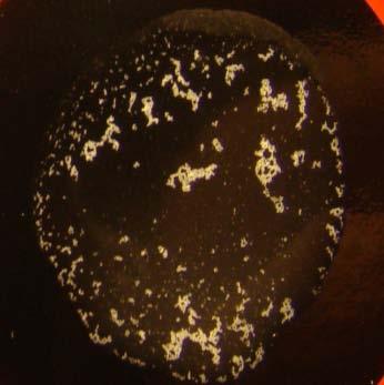 S. aureus 16/2009 S.