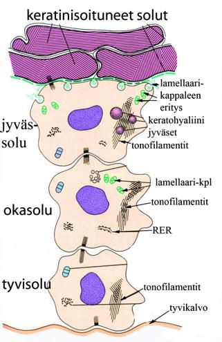 Keratinosyyttejä on huomattavasti enemmän kuin muita soluja. Tyvisolukerroksessa (stratum basale) soolut ovat kuutiomaisia ja jakautumiskykyisiä.