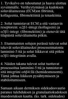 Sieltä ne pystyvät liikkumaan pinnalle (basaalikerrokseen) ja edelleen lateraalisesti ja osallistumaan esim. haavan paranemiseen. Karvatupettomalla alueella vaurio paranee huonommin.