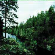 Metsäluontoneuvoja Riitta Raatikainen Suomen metsäkeskus, Julkiset palvelut Metsäkeskuksen