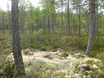METSO-välitykset ELYlle,