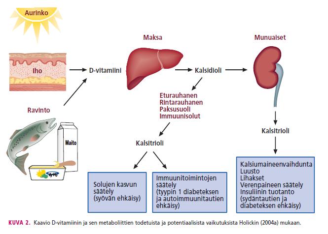 D vitamiinin aineenvaihdunta (D 3 ) 25(OH)D (D 3 ja D 2 ) 1, 25(OH) 2 D D vitamiinireseptoreita useimmissa elimistön kudoksissa Antti Aro. D vitamiini monivaikutteinen hormoni.