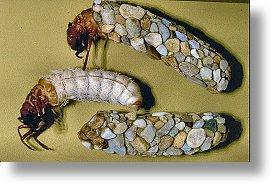 -- kopalliset vesiperhoset (Trichoptera): ulkoisten kidusten liike lisää veden virtausta