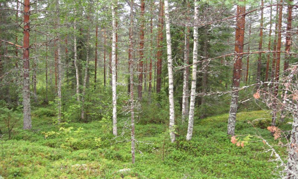 Puolukkatyyppi on pääasiallinen metsätyyppi. Alueen pohjoisreunaa sivuaa pieni sähkölinja.