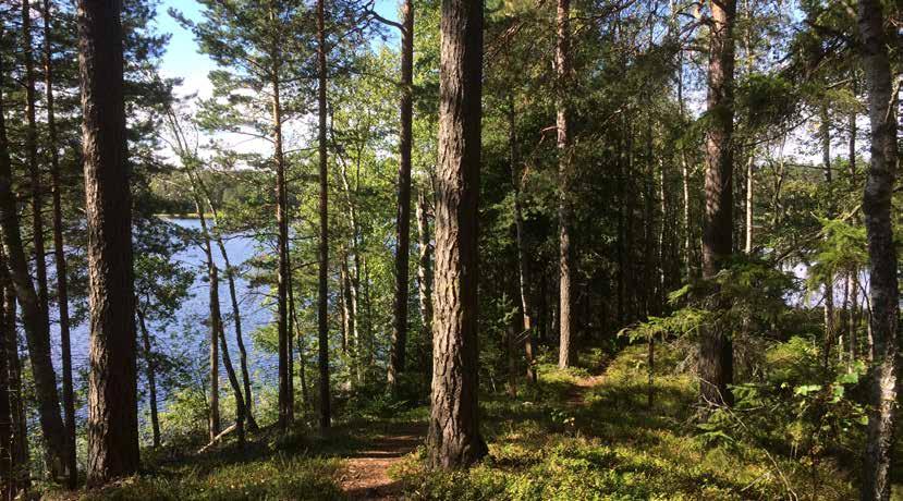 Hämeen virkistysalueyhdistyksen kuulumisia Teksti ja kuvat: Paula Mustonen Hämeen Ilvesreitti kuljeskelee Hämeenlinnan, Lopen, Tammelan ja Riihimäen alueilla yhteensä noin 250km pituisena.