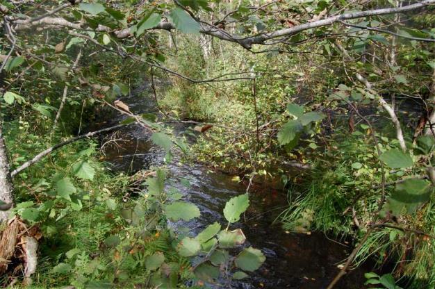 Myös tässä on jätetty purkamatta noin 10 m pituinen kivivallin jäänne, joka nyt levitetään koskeen niin, että vain tämän