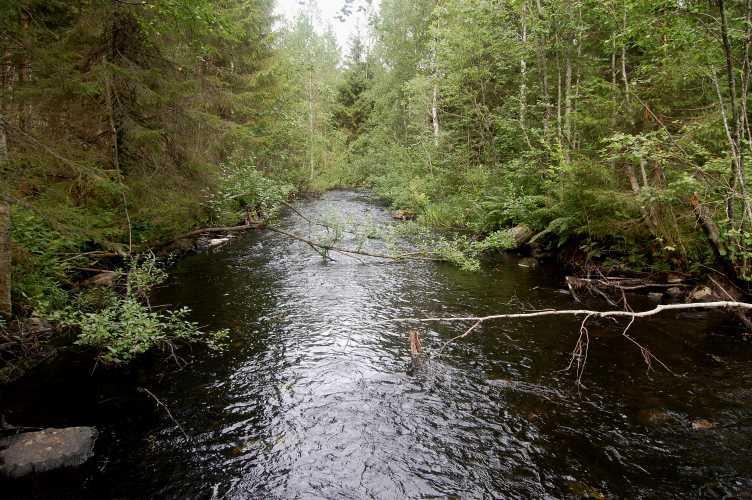 Uomalla on kuvanottopaikalla leveyttä noin kolme metriä ja