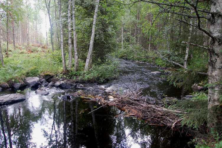 98 Kunnostuskartta 25 Koordinaateissa 3608779 ja 7008295 alkaa Tahkovaarantien ja Luikonlahdentien välinen koskiosuus. Niskalla on valmis kynnys ja majavapadon jäänteet.