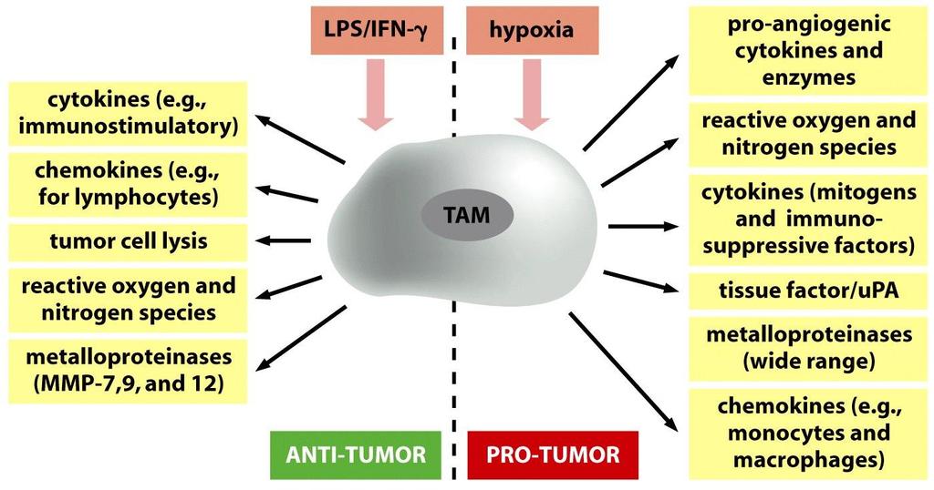 25c The Biology of Cancer ( Garland Science 2007)