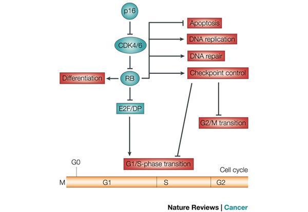Cellular and molecular aspects of gastric cancer. World J Gastroenterol 2006; 12: 2979-2990 HBV HCV Akuutti rajoittunut tai subkliininen tauti (90%) tai krooninen infektio (5%).
