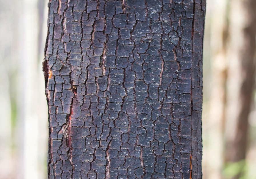 LIEKSAAN suunnitteilla biojalostusyksiköitä ja bioterminaali Lieksan kaupunki on Pohjois-Karjalan suurin päästövähentäjä yhdessä Kiteen kaupungin kanssa.