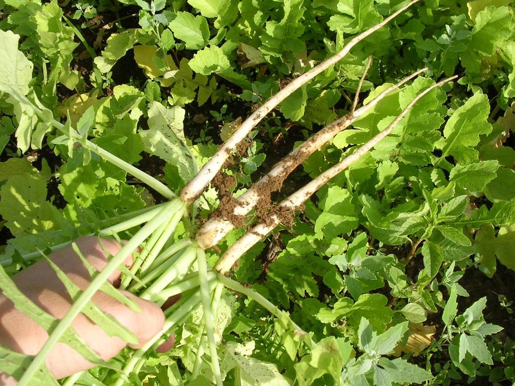 Maanmuokkaaja retiisi Tillage Radish Paksu juurimukula kasvaa 20 40 cm. Ohuempi paalujuuren jatke kasvaa noin metrin. Kasvaa läpi tiivistyneiden kerrosten. Toimii biojankkurina. Kerää ravinteita.