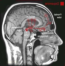 Huumeiden vaikutuskohtana dopamiinisolut Role of dopamine neurons in mo0vated behavior sosiaalinen ympäristö, stressi, ehdollistuminen,