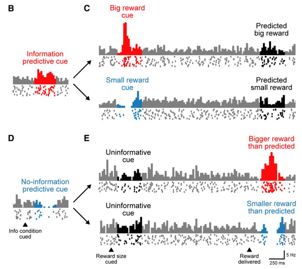 dopamine neurons and mo0va0on (based on previous experience!) (Bromberg- Mar,n et al.