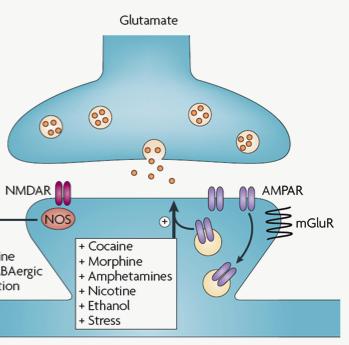 Neurotransmitterin aktivoimat ionikanavareseptorit anesteetit entsyymit C LSD α kofeiini opiaatit tetrahydrokannabinoli