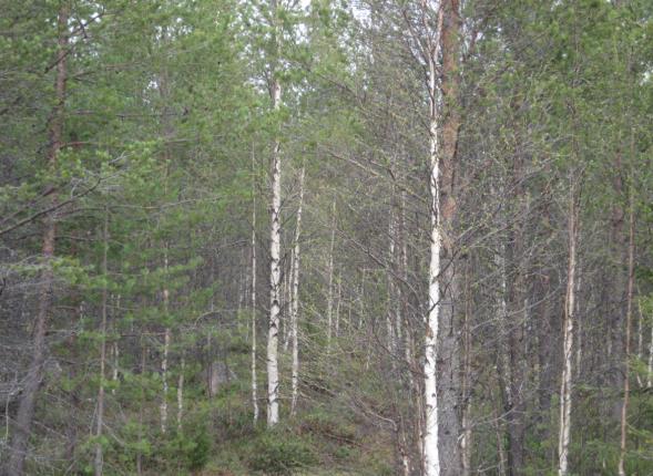 Kunnan maisematyölupa PÄÄTOSEHDOTUS Rakennus-ja ymparistolautakunta päättää maankäyttö- ja rakennuslain ja sen nojalla annettujen saannosten ja määräysten perusteella myöntää haetun luvan sekä