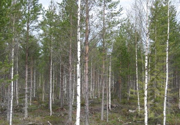 ilmoitettava rakennusvalvontatoimistoon ja työn toteuttaminen edellyttää seuraavien toimenpiteiden ja katselmusten suorittamista: Katselmus ennen hakkuutöihin ryhtymistä. Katselmus hakkuutyön jälkeen.