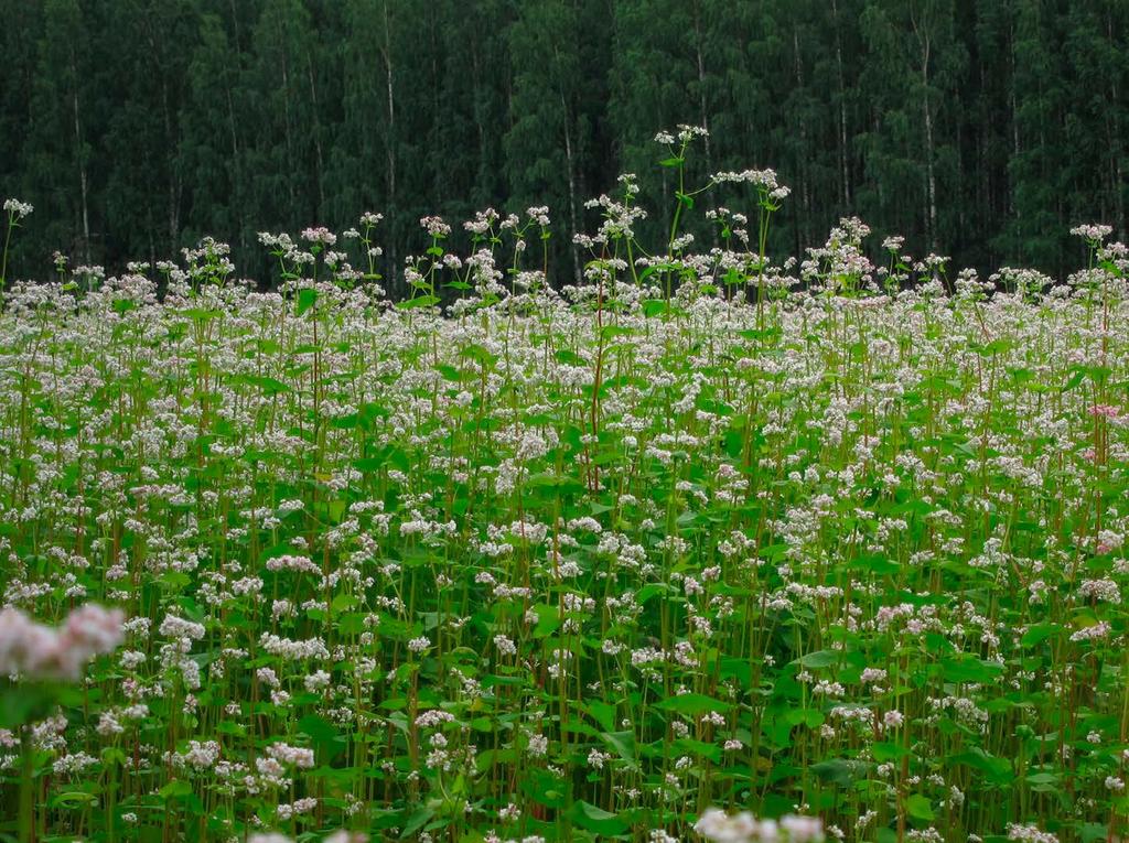 1 2 Etävastaanottoa tarjosivat YTHS:llä yleislääkäri, ihotautilääkäri,