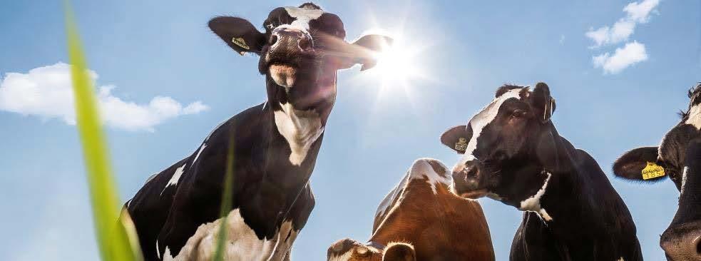 Ruokinnalla edistämme lehmien hyvinvointia