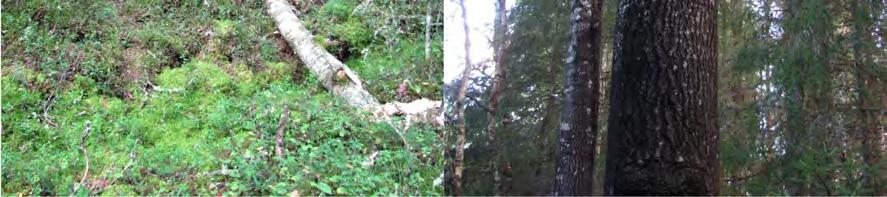 3 Lilla Höusne N (kohde 3 karttaliitteessä 1, kuvat 11-13) Maastoselvityksissä löydettiin liito-oravan jätöksiä yhdeksän puun tyveltä papanamäärien vaihdellessa 2 200