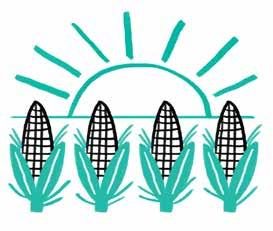 he learnt how to sow, harvest and identify really great quality corn.