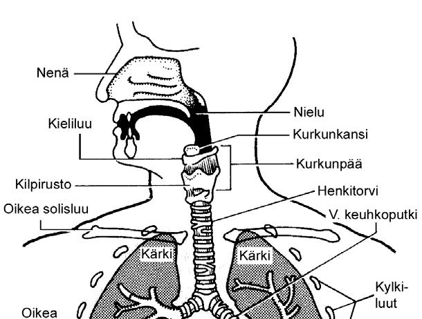 Osa A: Hengityselinten rakenne ja toiminta Hengityselimistö koostuu useista elimistä.
