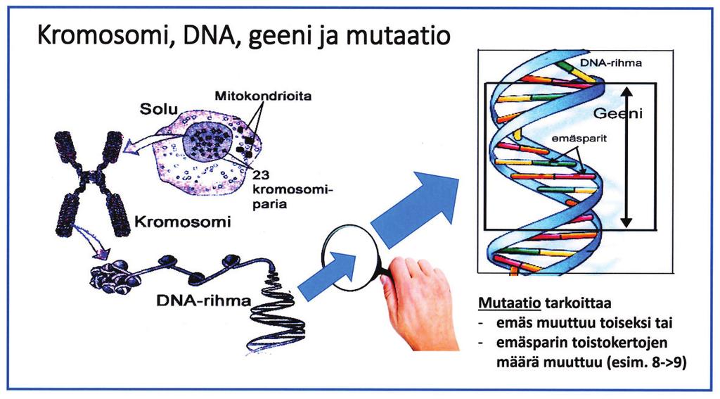 2) Poikkeus satunnaisperimään Edellisestä satunnaisperimän säännöstä on kaksi DNA-sukututkimukselle elintärkeää poikkeusta: a) Pojan Y-sukupuolikromosomi kopioituu pojalle aina isältä.