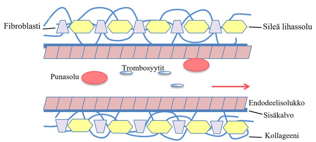 12 Trombosyytit tarttuvat suonenseinämään, von Willebrandin tekijään, kollageeniin ja fibriiniin muodostaen trombosyyttitulpan, jota kutsutaan myös valkoiseksi veritulpaksi eli runsaasti