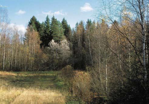 Pekka Ilén Monipuolisessa reunavyöhykkeessä on puita, pensaita ja avointa
