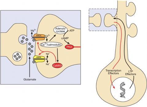 LTP synty P Noussut solunsisäinen Ca 2+ pitoisuus Ca 2+ ionien virratessa NMDA kanavan läpi katsotaan LTP:n käynnistäjäksi.