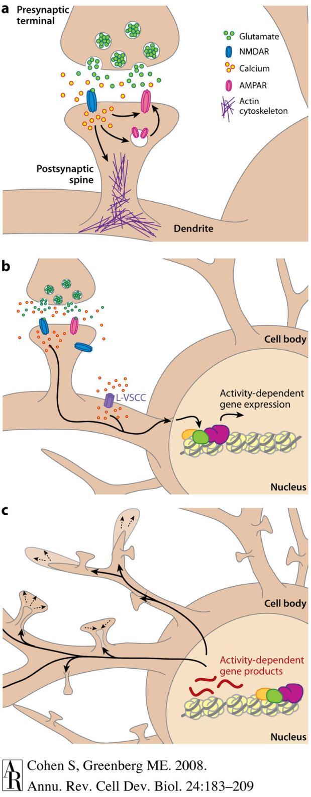 Ca 2+ Pitoisuuden nousu aktivoi proteiinikinaaseja ns. CAM kinaaseja Tapahtuu synaptisten proteiinien mm.