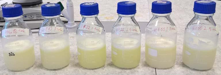 Fermentointi 2 vrk Fermentointi 5 vrk Näyte Ulkonäkö Haju Ulkonäkö Haju 1.1 ja 1.2 Perunankuorimassa P 2.1 ja 2.2 Perunankuorimassa + F 22 3.1 ja 3.