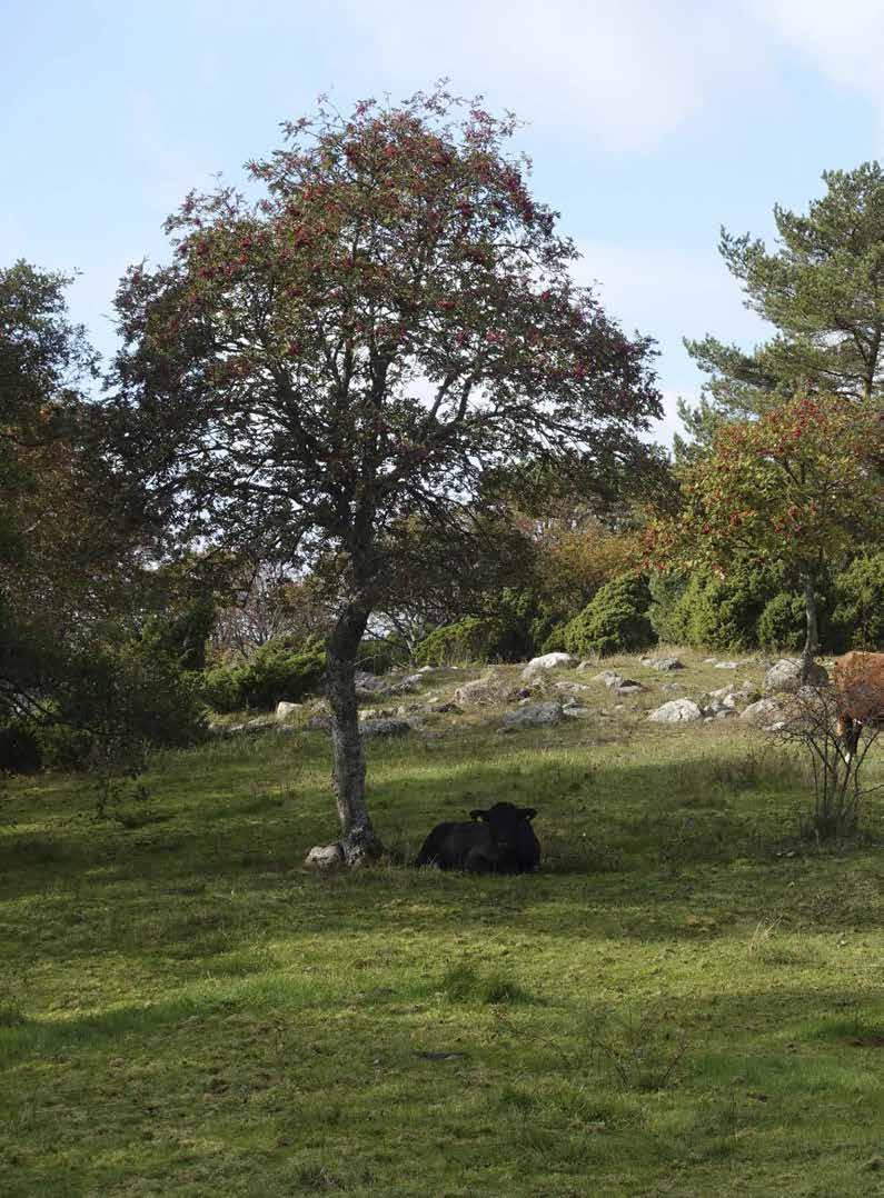 Ennen yleisen loistokultasiiven