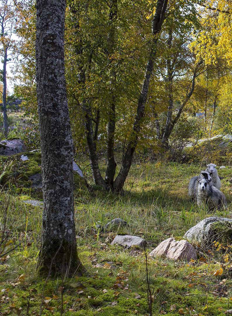 Perinnebiotooppien eli niittyjen ja luonnonlaidunten hoito on merkittävimpiä toimenpiteitä Suomen luonnon monimuotoisuuden säilyttämiseksi.