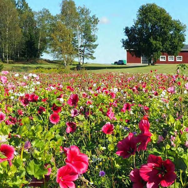 Koristekukka- Diana Blomster- Diana Yksivuotinen monimuotoisuuspeltomaisema EU-tuki 300 /ha.