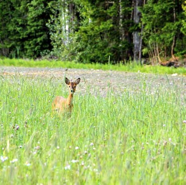 Monimuotoisuus- Niitty- Diana Mångfalds Ängs- Diana Monivuotinen monimuotoisuuspelto- niitty. Tuki kahtena vuonna 300 /ha, ja ilmoitetaan sen jälkeen luonnonhoitopeltona, jonka tuki on 120 /ha.