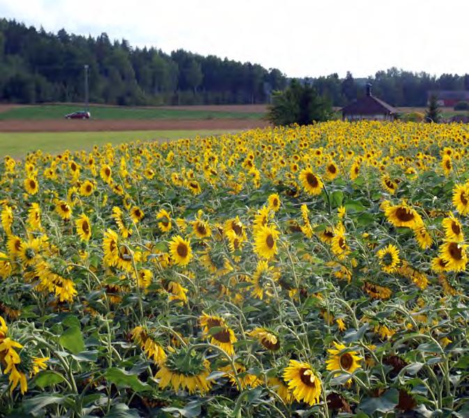 Maisema- Diana 5 Landskaps- Diana 10 kg 1024 96 Yksivuotinen monimuotoisuuspeltomaisema. EU-tuki 300 /ha. Käytetään yksivuotisen Monimuotoisuuspelto- Maiseman perustamiseen.