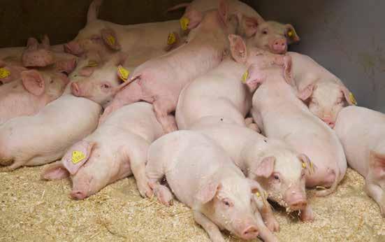 Tämän vuoden ensimmäisinä kuukausina lihasikojen päiväkasvu on kuitenkin harpannut reippaasti eteenpäin, ja on nyt keskimäärin 936 g. Kokonaisrehuhyötysuhdekin on parantunut ja on 2,65 ry/kg.