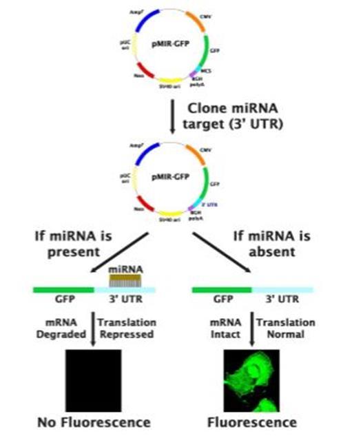 13 Kuva 2. GFP-vektorin toimintaperiaate (Cell Biolabs 2016).