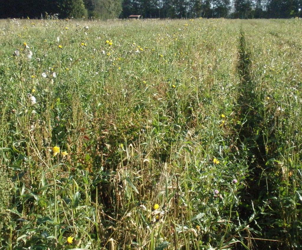 Viljeltyä peltoa ja pysyvien kasvien alaa on viljelty hyvän maatalouskäytännön mukaisesti Markkinakelpoisen sadon tuottaminen -