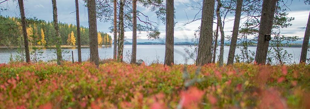 METSÄSUHTEIDEN KENTTÄ FM