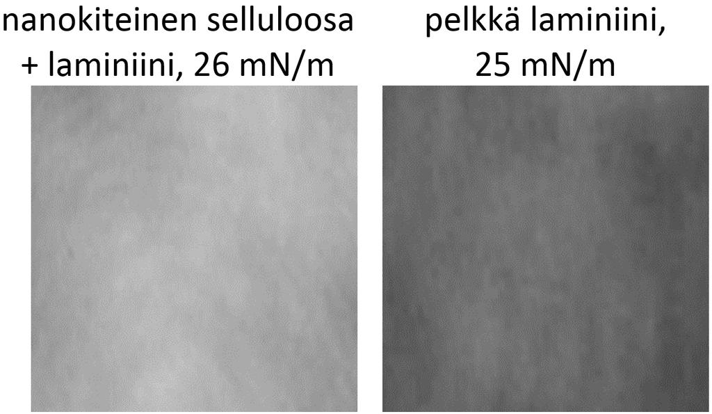 6.3. Proteiinit 60 Kuva 6.