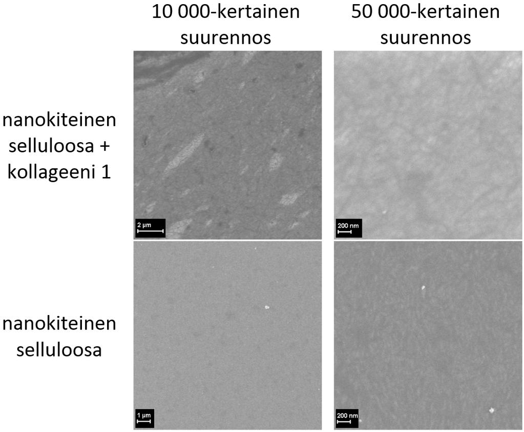 6.3. Proteiinit 65 Kuva 6.20 Nanokiteisen selluloosan ja kollageeni 1:n sekä nanokiteisen selluloosan ja DODA:n muodostamat kalvot kuvattuna pyyhkäisyelektronimikroskoopilla.