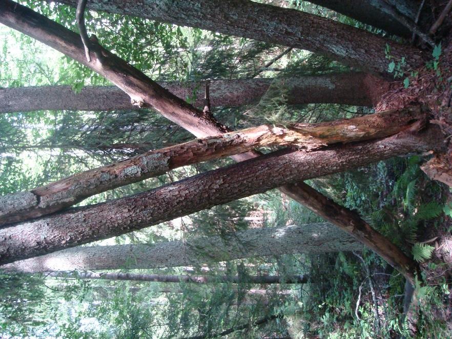 Yhteyden nykytilanne ja luontoarvot Ekologinen yhteys on pääosin metsäpeitteinen. Alueella virtaava Östersundominpuro on määritetty luontoarvoiltaan arvokkaaksi puroksi (Kujala 2011).