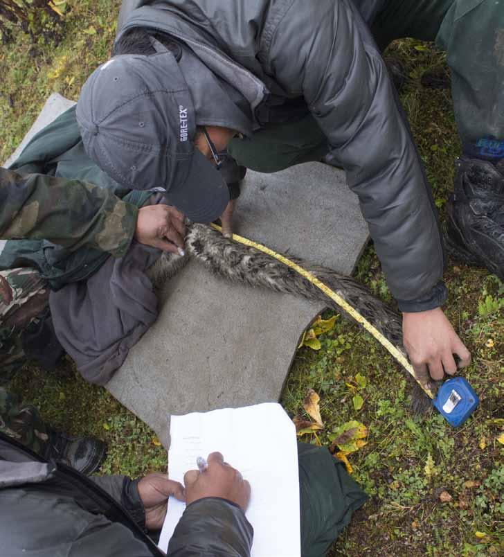 Asiantuntijaryhmä mittaa ja tarkastaa nukutetun ja pannoitetun lumileopardinaaraan Bhutanissa ennen sen vapauttamista.