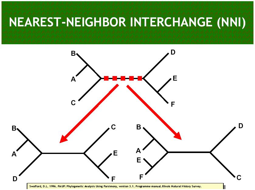 Heuristiset algoritmit: Branch swapping Nearest Neighbor Interchange is a tree topology search strategy which attempts to improve the likelihood of a given tree by performing exchanges of subtrees to
