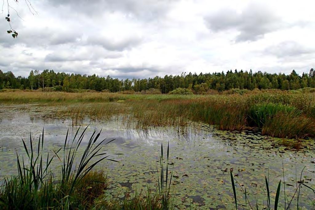 Palsanjärven linnustoon kuuluivat pesimäkaudella 2016 mm. kaulushaikara, ruskosuohaukka ja luhtakana, jotka kaikki ovat Varsinais-Suomessa melko vähälukuisia, kosteikkohabitaattiin sidottuja lajeja.