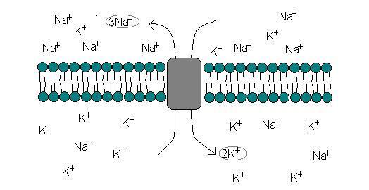 Hermosolun rakenne Cell Soma kropp Nervterminal hermopääte Dendriter Dendritit Axon aksoni Plasmakalvon